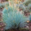 Deres csenkesz 'Festuca glauca 'Eisvogel'
