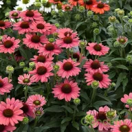   Kasvirág 'Echinacea purpurea SunMagic Vintage Watermelon'