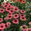 Kasvirág 'Echinacea purpurea SunMagic Vintage Watermelon'