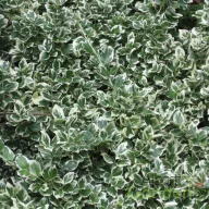   Fehértarka kúszó kecskerágó 'Euonymus fortunei 'Emerald Gaiety'