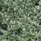 Fehértarka kúszó kecskerágó 'Euonymus fortunei 'Emerald Gaiety'