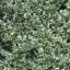 Fehértarka kúszó kecskerágó 'Euonymus fortunei 'Emerald Gaiety'