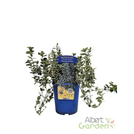 Fehértarka kúszó kecskerágó 'Euonymus fortunei 'Emerald Gaiety'