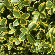   Arany kúszó kecskerágó 'Euonymus fortunei 'Canadale Gold'