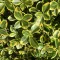 Arany kúszó kecskerágó 'Euonymus fortunei 'Canadale Gold'