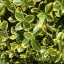 Arany kúszó kecskerágó 'Euonymus fortunei 'Canadale Gold'