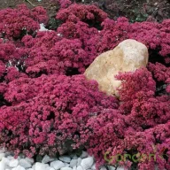   Varjúháj 'Sedum hybridum SunSparkler Plum Dazzled'