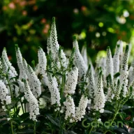   Macskafarkú veronika 'Veronica spicata Snow Candles'
