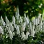 Macskafarkú veronika 'Veronica spicata Snow Candles'
