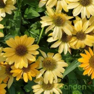 Kasvirág mango narancssárga virágú Echinacea