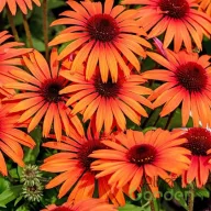   Kasvirág 'Echinacea 'SunMagic Vintage Orange'