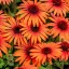 Kasvirág 'Echinacea 'SunMagic Vintage Orange'
