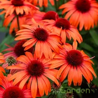   Kasvirág 'Echinacea 'SunMagic Electric Orange'
