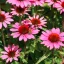 Kasvirág 'Echinacea SunMagic Hot Pink'