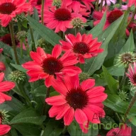 Kasvirág 'Echinacea SunMagic Hot Red'
