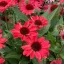 Kasvirág 'Echinacea SunMagic Hot Red'