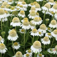 Kasvirág Delicious Ice krémfehér virágú évelő