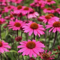Kasvirág 'Echinacea Sensation Pink'