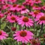 Kasvirág 'Echinacea Sensation Pink'