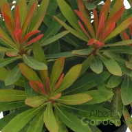 Kutyatej 'Euphorbia Medea'