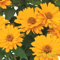 Érdes napszemvirág 'Heliopsis Sole Giatto'