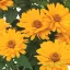 Érdes napszemvirág 'Heliopsis Sole Giatto'