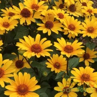 Érdes napszemvirág 'Heliopsis Punto Rosso'