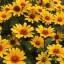 Érdes napszemvirág 'Heliopsis Punto Rosso'