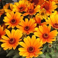 Érdes napszemvirág 'Heliopsis Bacio del Sole'