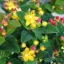 Orbáncfű 'Hypericum Magic Marbles Red'
