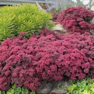 Bíborvörös varjúháj Sedum Sunsparkler Dazzleberry évelő sziklakertbe, tömegesen virágzó sötétrózsaszín-bíbor bokrok kőfalon