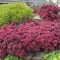 Bíborvörös varjúháj Sedum Sunsparkler Dazzleberry évelő sziklakertbe, tömegesen virágzó sötétrózsaszín-bíbor bokrok kőfalon