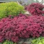 Bíborvörös varjúháj Sedum Sunsparkler Dazzleberry évelő sziklakertbe, tömegesen virágzó sötétrózsaszín-bíbor bokrok kőfalon
