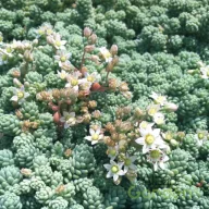 Szürkés leveles varjúháj kerti évelő, kőkert ideális