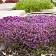 Purple Beauty kakukkfű lila virágú, méhbarát kerti évelő