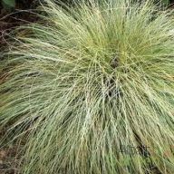 Sás 'Carex comans 'Frosted Curls'