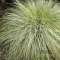 Sás 'Carex comans 'Frosted Curls'