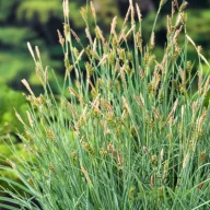 Muharsás 'Carex panicea'