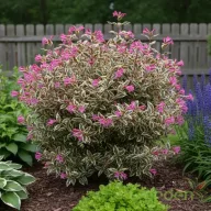   Törpe tarka levelű rózsalonc 'Weigela ALL SUMMER MONET'