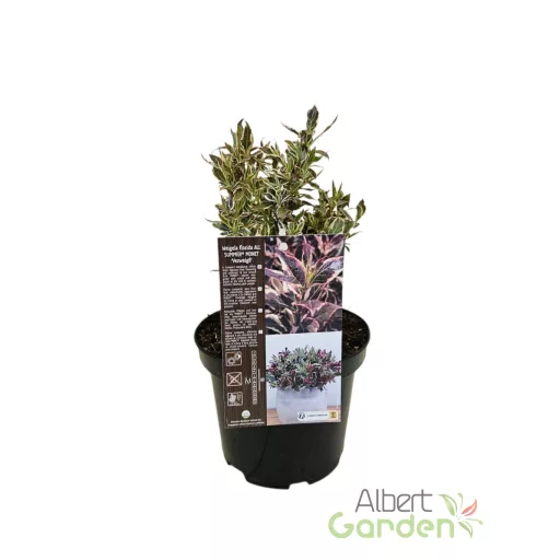 Törpe tarka levelű rózsalonc 'Weigela ALL SUMMER MONET'