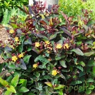 Szagtalan orbáncfű 'Hypericum MIRACLE NIGHT'
