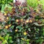 Szagtalan orbáncfű 'Hypericum MIRACLE NIGHT'