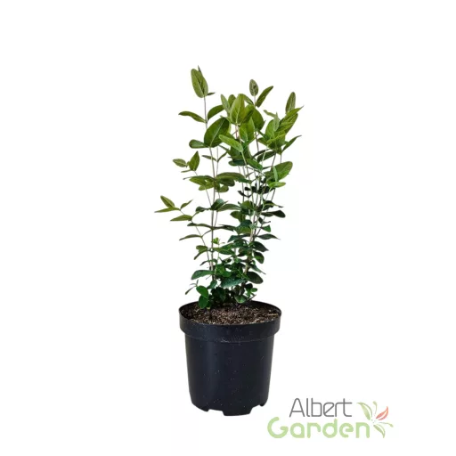 Szagtalan orbáncfű 'Hypericum MIRACLE NIGHT'