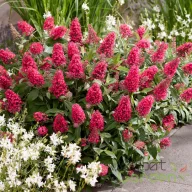   Törpe nyáriorgona 'Buddleja d.B.C.LITT.BUBBLEGUM'