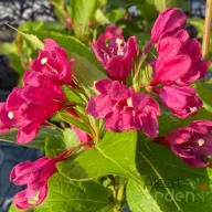 Rózsalonc 'Weigela LOVE S.BIG LOVE'