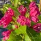 Rózsalonc 'Weigela LOVE S.BIG LOVE'