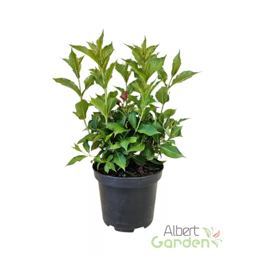 Rózsalonc 'Weigela LOVE S.BIG LOVE'