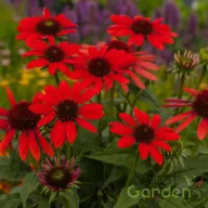 Kasvirág 'Echinacea purpurea Pearl Red Imp.'