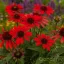 Kasvirág 'Echinacea purpurea Pearl Red Imp.'