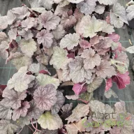 Tűzeső 'Heuchera Berry Smoothie'